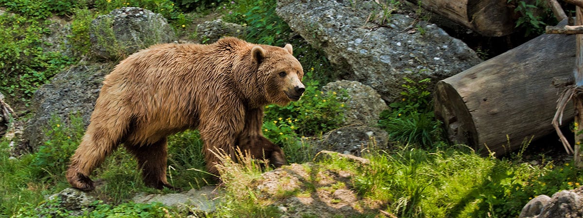 Tierparks – Tagesausflüge in Ihrem Sommerurlaub und Winterurlaub in Altenmarkt im Pongau, Salzburger Land